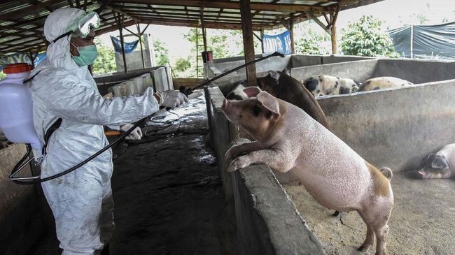Covid-19 Ada Obatnya, Peneliti Cina Temukan Flu Babi Baru yang Juga Bisa Picu Pandemi Lagi