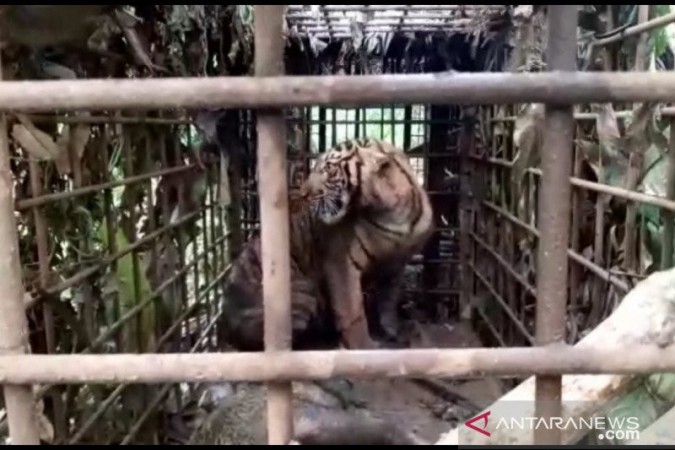 Harimau Sumatera Rusak Ladang Warga, Seekor Tertangkap Dua Masih Berkeliaran