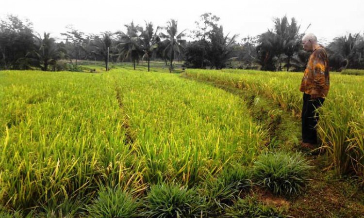 Tol Bandung-Pejagan-Cilacap-Yogyakarta Bisa Hilangkan 530 Hektare Sawah Produktif
