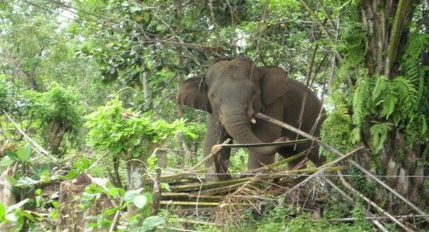Kawanan Gajah Dekati Pemukiman, Warga Diminta Jauhi Lokasi Sewaktu-waktu