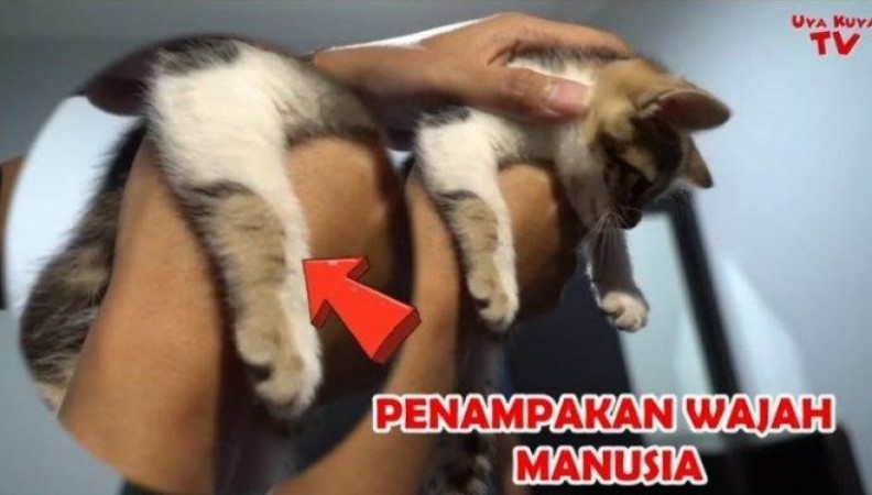 Mertua Raffi Ahmad Punya Kucing Langka Berbulu Corak Wajah Manusia, Ditawar Uya Kuya Rp600 Juta Ditolak