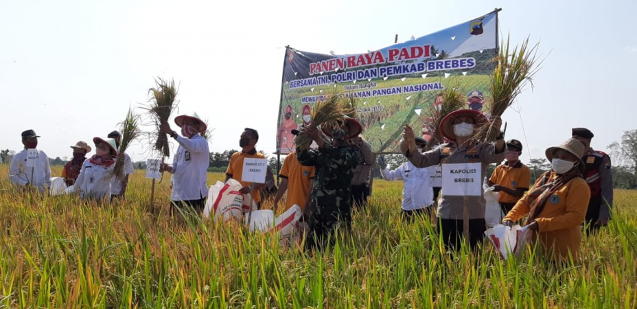 Di Tengah Pandemi, Brebes Malah Surplus 130,835 Ton Beras