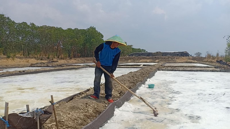 Siap Dibangun, Pabrik Pengelolaan Garam Senilai Rp80 Miliar di Brebes Tinggal Menunggu Waktu