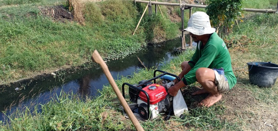 Kesulitan Air, Petani di Brebes Terpaksa Gunakan Limbah Comberan untuk Aliri Persawahan