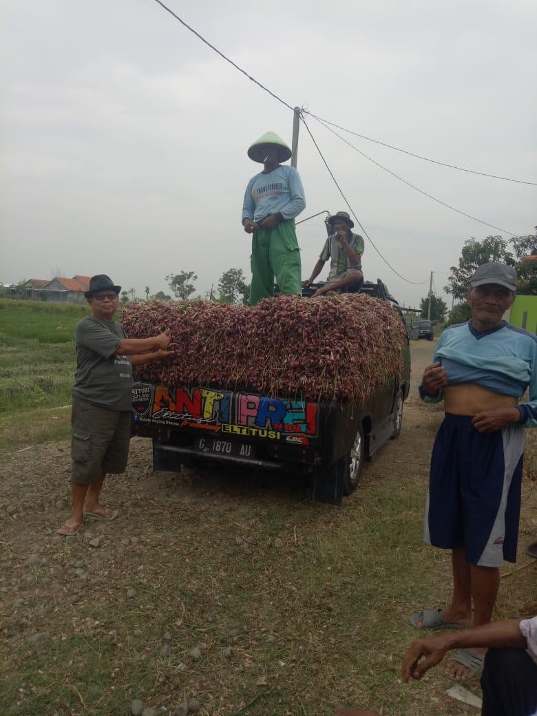 Terimbas Barang Impor, Harga Bawang Merah di Kabupaten Tegal Anjlok Hingga 50 Persen Lebih