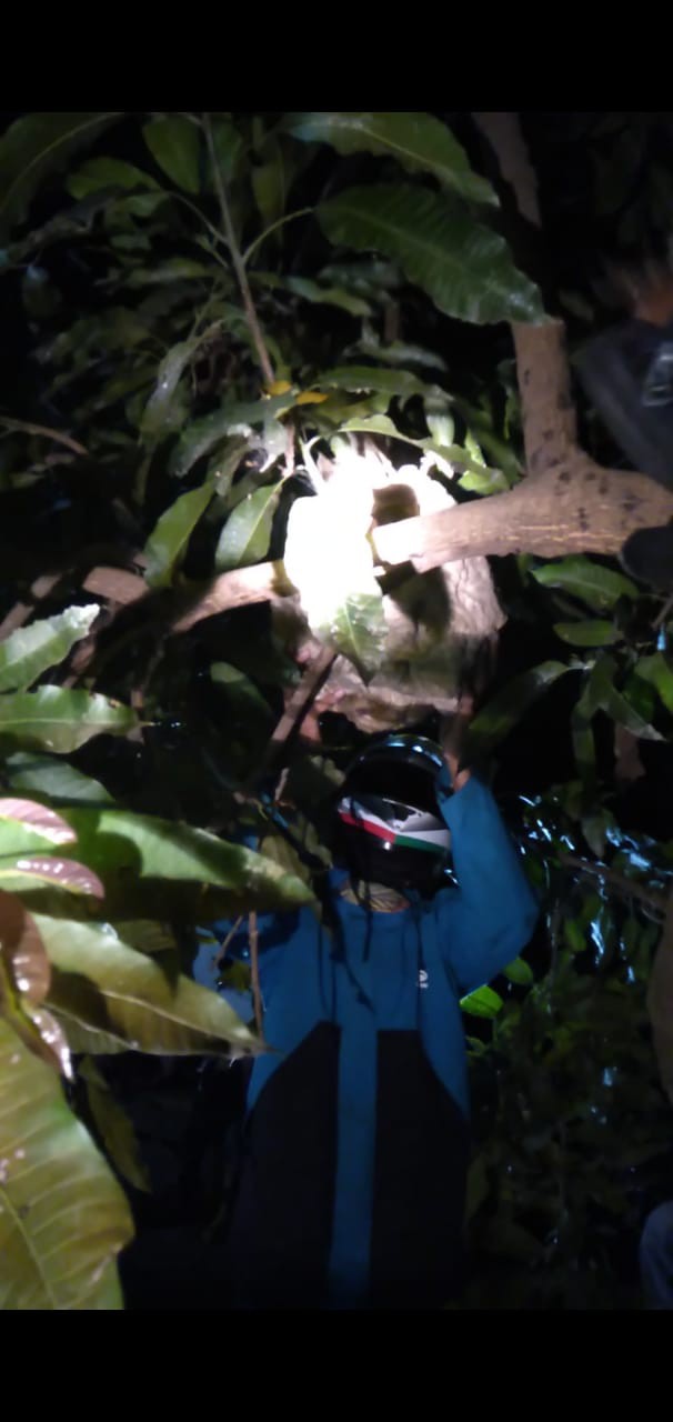 Bakar Sampah di Bawah Pohon Mangga, Nenek di Brebes Tewas Disengat Tawon