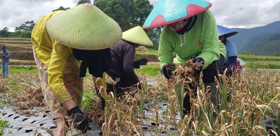 Sektor Pertanian Belum Menjadi Prioritas Pembangunan, Nasib Petani di Kabupaten Tegal Terpuruk