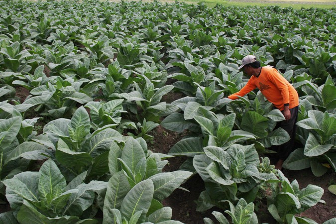 Harga Jelek, Petani Tetap Panen Tembakaunya untuk Hindari Kerugian Lebih Besar