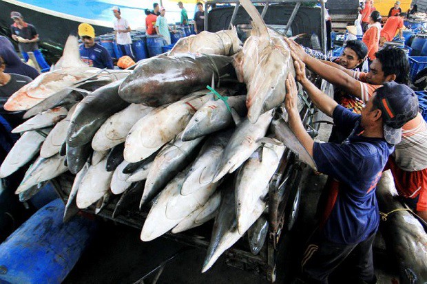 Virus Covid-19 Menempel di Bungkus Kemasan, Cina Setop Impor Produk Seafood Asal Indonesia