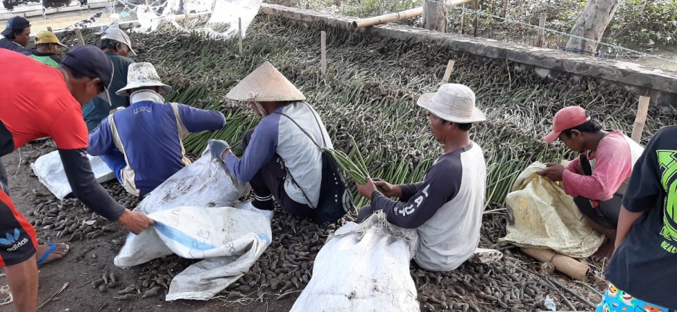 Cegah Abrasi, 60 Ribu Bibit Mangrove Ditanam di Brebes