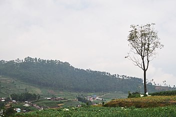 Diguyur Hujan Deras, Warga di Kaki Gunung Slamet Dikejutkan Dentuman dan Goncangan Kuat