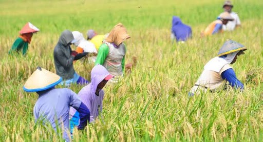 Jumlah Petani Hanya Tersisa 33,4 Juta Orang, Julukan Indonesia Negara Agraris Bisa Hilang