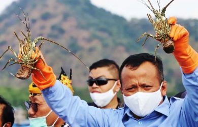 Bau Busuk Ekspor Benih Lobster Keluar Semua usai Penangkapan Menteri KKP Edhy Prabowo