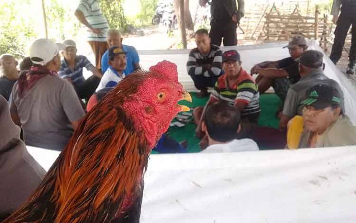 Terlibat Judi Sabung Ayam, Dua ASN Terancam Dipecat