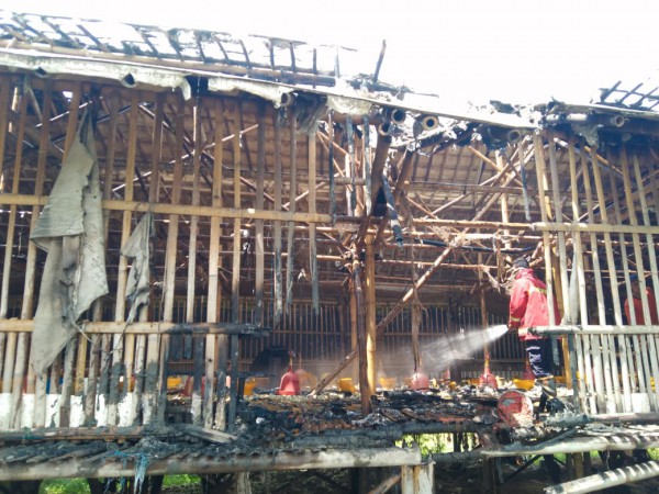 Kandang Ayam di Brebes Terbakar, Ratusan Ayam Mati Terpanggang