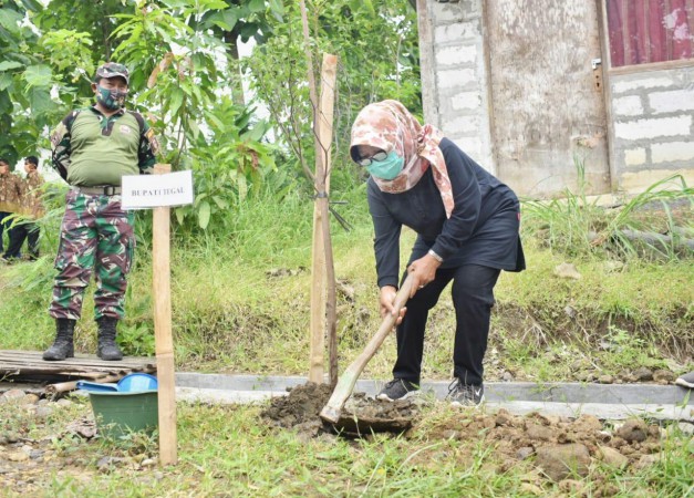 150 Pohon Peneduh Ketapang Kencana Ditanam di Jalan Lingkar Situs Semedo