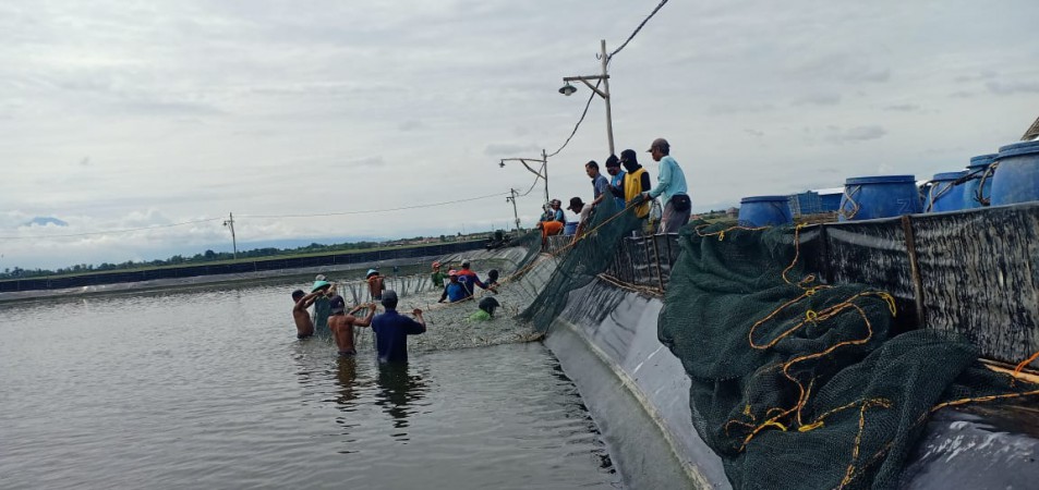 Akibat Cuaca Ekstrim, Petambak di Brebes Terpaksa Panen Dini