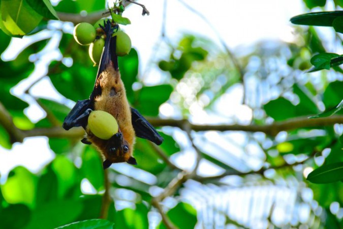 Tingkat Kematiannya Hingga 75 Persen, Virus Nipah Bisa Jadi Pandemi Mengerikan Berikutnya