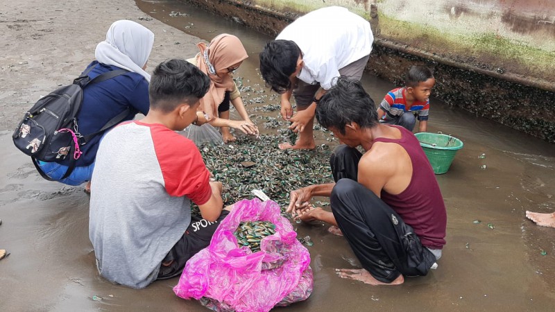 Berkah Cuaca Buruk di Laut, Warga Berebut Kerang Hijau untuk Dimakan