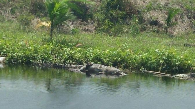 Sedang Masak lalu Kebelet, Ibu-ibu Hilang Diduga Diterkam Buaya