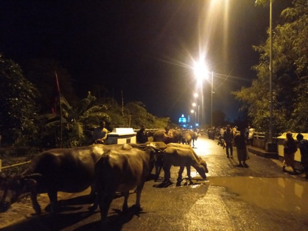 Desanya Terendam Banjir, Warga Ramai-ramai Ungsikan Kerbaunya ke Jalan