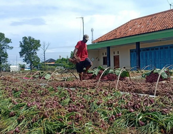 Terdesak Kebutuhan, Petani Brebes Terpaksa Jual Hasil Panen Meski Harga Bawang Sedang Turun