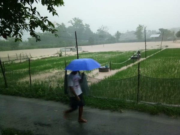 Banjir di Wilayah Warureja, 200 Hektare Lahan Pertanian Terendam