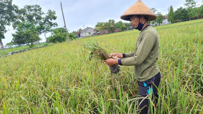 Tebar Kuota Asuransi Padi di 29 Kabupaten, Pemprov Jateng Alokasikan AUTP