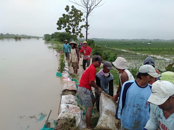 Dua Tanggul Sungai Babakan di Krakahan Jebol, Puluhan Hektare Lahan Persawahan dan Tambak Terendam