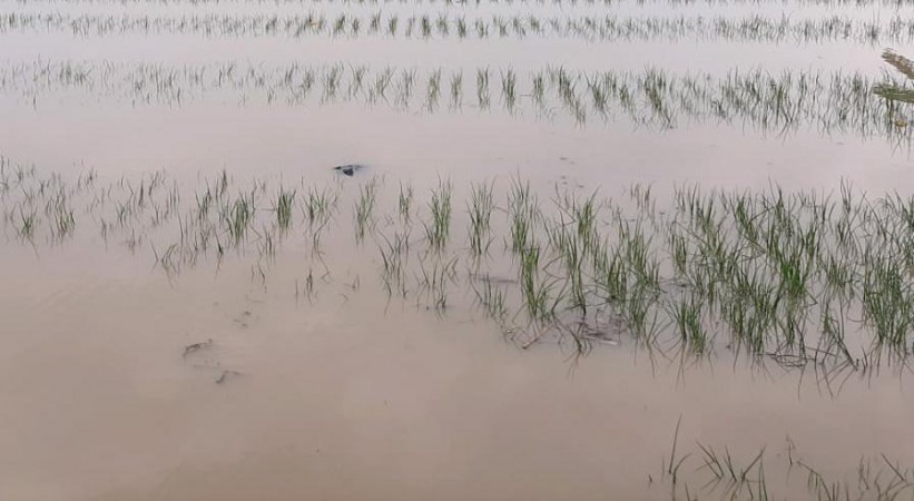 Terendam Banjir, Ratusan Hektare Tanaman Bawang di Brebes Terancam Gagal Panen