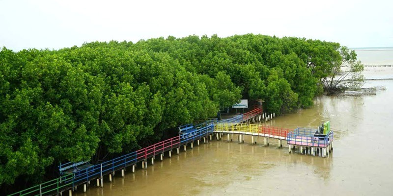 Kereeennn... Brebes Tengah Disiapkan Menjadi Pusat Mangrove di Dunia