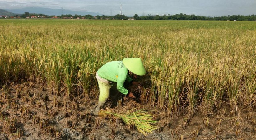 Masuk Masa Panen Raya, Stok Beras Aman Hingga Lebaran