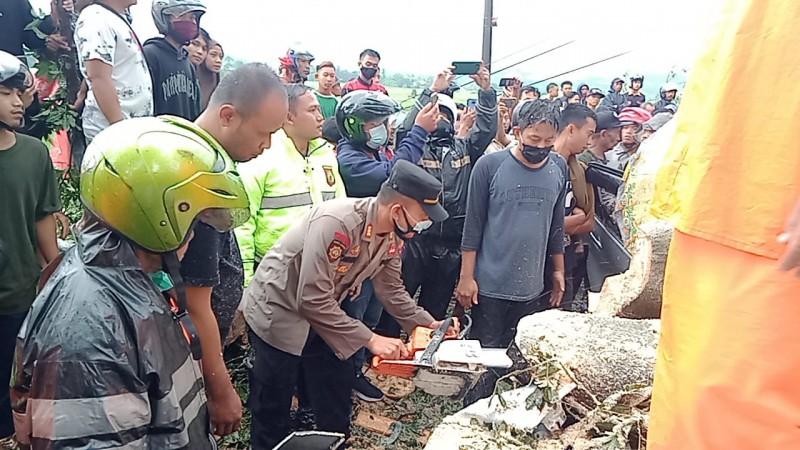 Antisipasi Timpa Pengendara, Pohon Besar di Tepi Jalan Semingkir-Randudongkal Akan Dipangkas