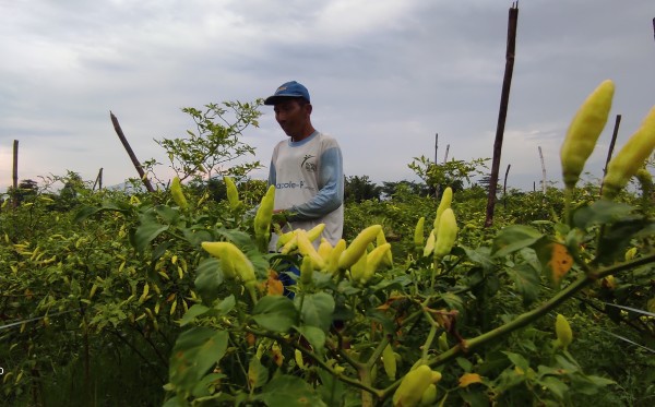 Harga Cabai Tembus Rp120 Kg, Petani Pilih Jaga Tanamannya di Ladang Siang Malam karena Kuatir Dicuri