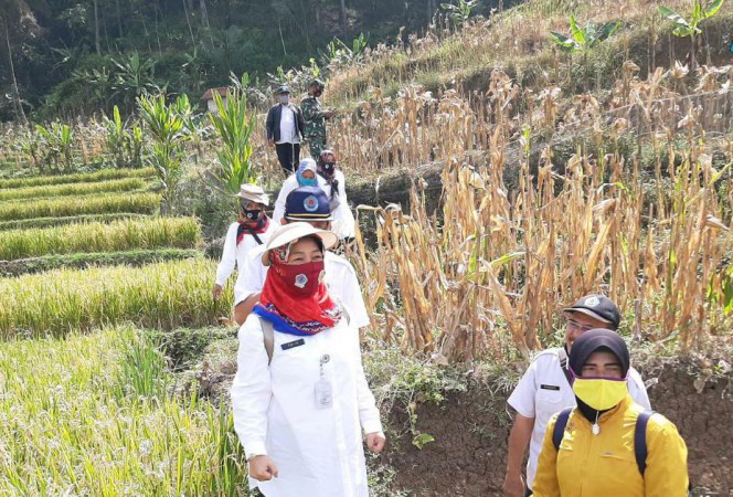 DPKP Brebes Garansi Stok Pupuk Bersubsidi Aman