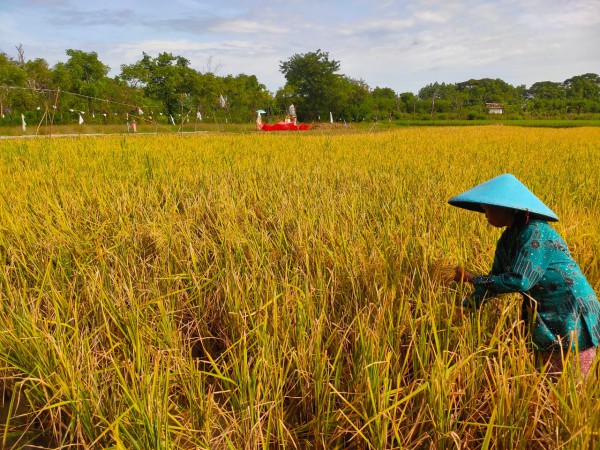 Urus Kartu Tidak Kunjung Jadi, Petani Kesulitan Dapat Pupuk Subsidi