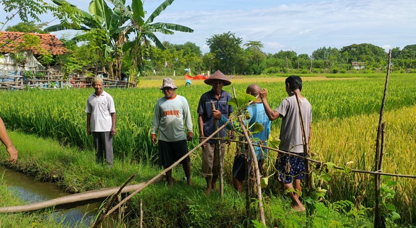 Harga Gabah Malah Anjlok, Petani di Kota Tegal Menolak Kebijakan Impor Beras