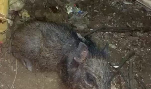Warga Sepakat Tanggalkan Baju, Babi Ngepet Akhirnya Berhasil Ditangkap saat masih Berwujud Manusia