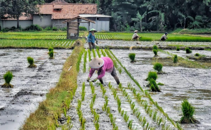 Penyerapan Pupuk Bersubsidi Bagi Petani Masih Rendah