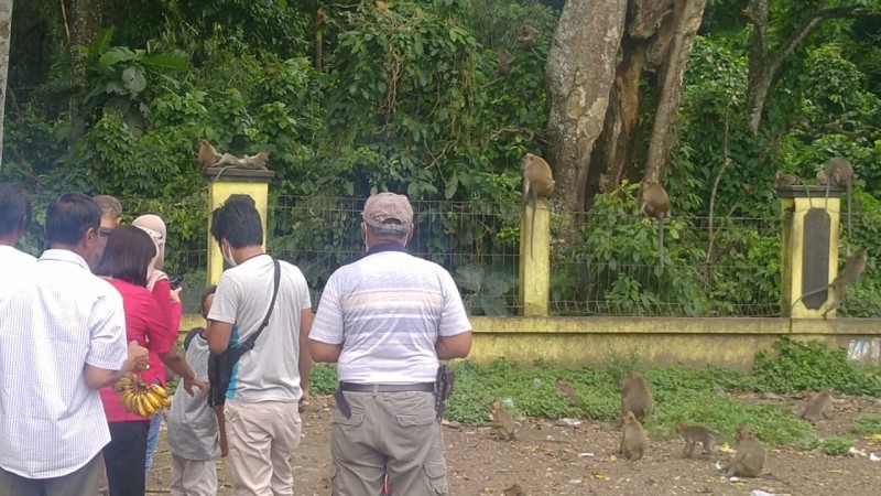 Unik! Singgah di Rest Area Candi Batur, Bisa Sambil Beri Makan Kawanan Monyet Ekor Panjang yang Menggemaskan