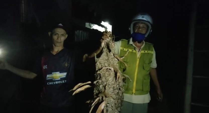 Membahayakan Warga, Sarang Tawon Mematikan Sebesar Bayi Manusia di Brebes Dievakuasi Tim Damkar