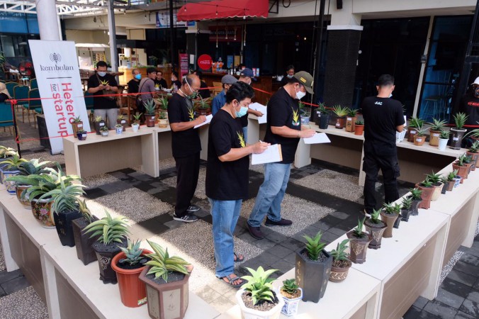 Gelar Kontes, Semarang Sansevieria Community Pelajari 'Lidah Mertua'