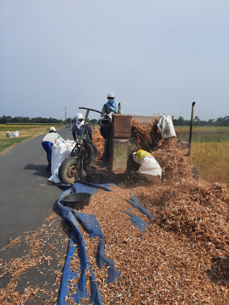 Sokong Kebutuhan Benih Kedelai di Jateng, DPKP Kembali Panen Ratusan Hektare Kedelai