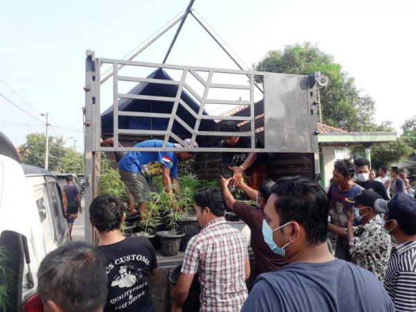 Ratusan Tanaman Ganja yang Diamankan Polisi Disimpan di Lantai Dua