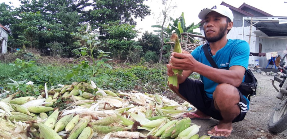 Harga Jagung Manis Murah, Petani Brebes Resah