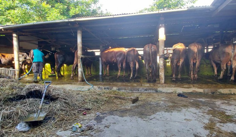 PPKM Darurat, Penjual Hewan Kurban di Brebes Curhat Begini