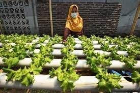 KPED Jabar Fasilitasi Urban Farming 1.000 Masjid