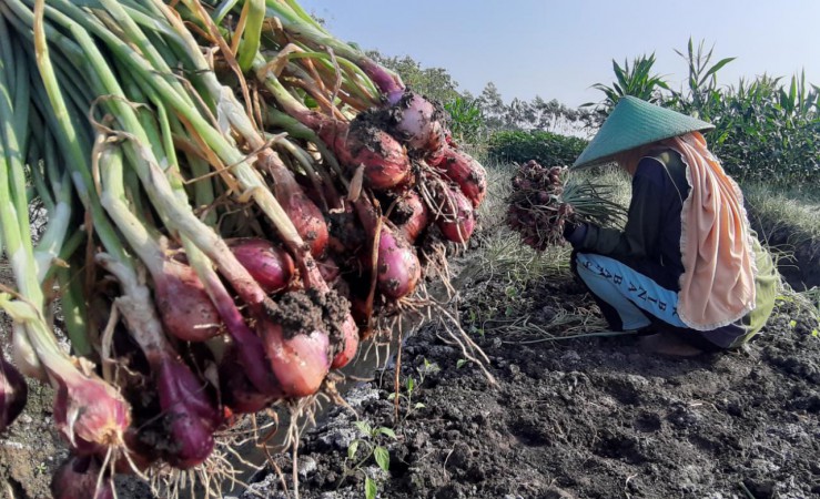 Pandemi Covid-19, Ketua ABMI Sebut Harga Bawang Merah Stabil