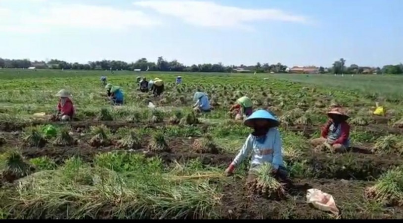 Masuk Panen Raya, Ini Curhatan Petani Bawang di Brebes