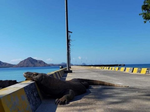 Hentikan Segera Pembangunan di Taman Nasional Komodo, Pemerintah Harus Dengarkan UNESCO